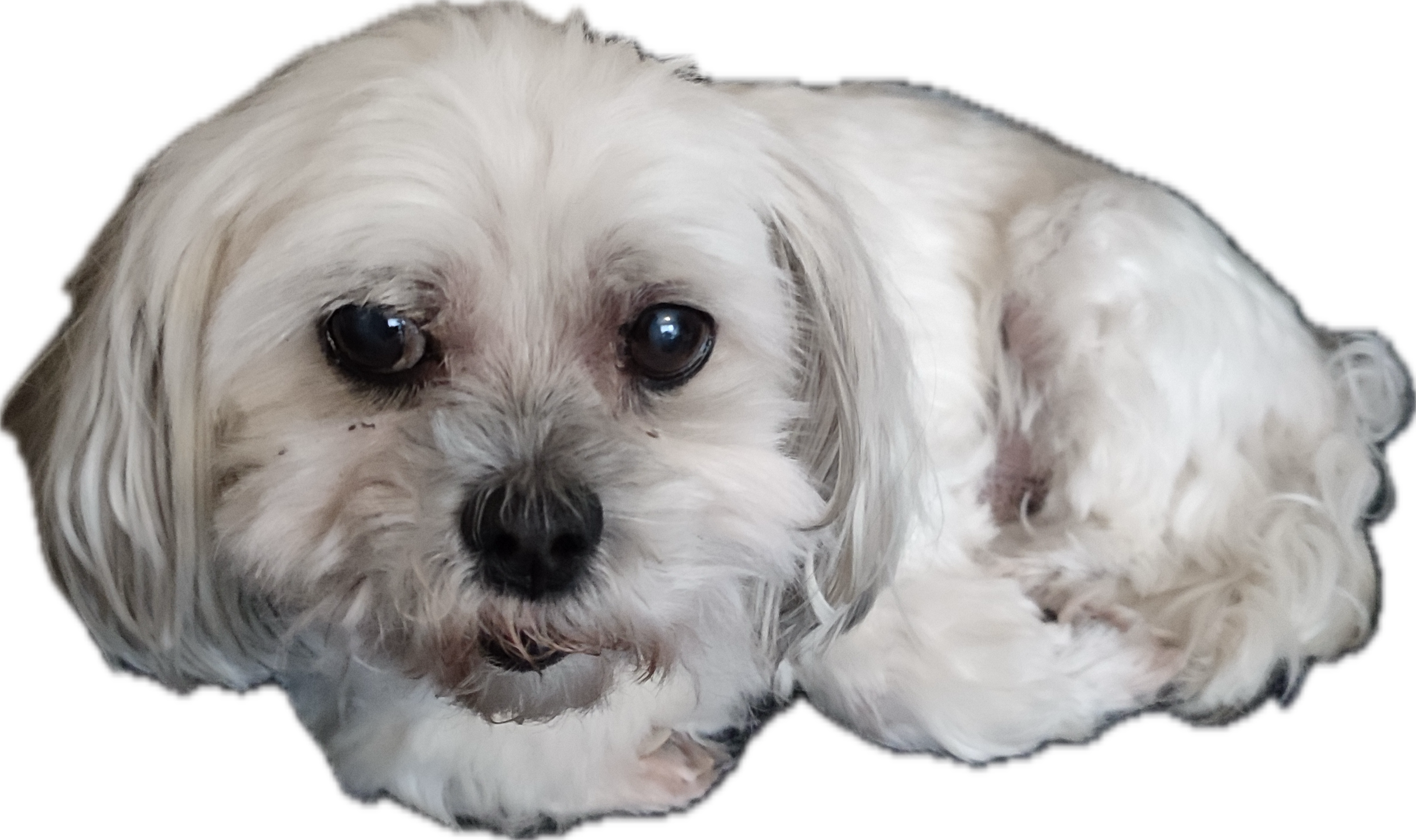 Gismo